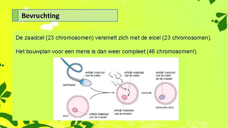 Bevruchting De zaadcel (23 chromosomen) versmelt zich met de eicel (23 chromosomen). Het bouwplan