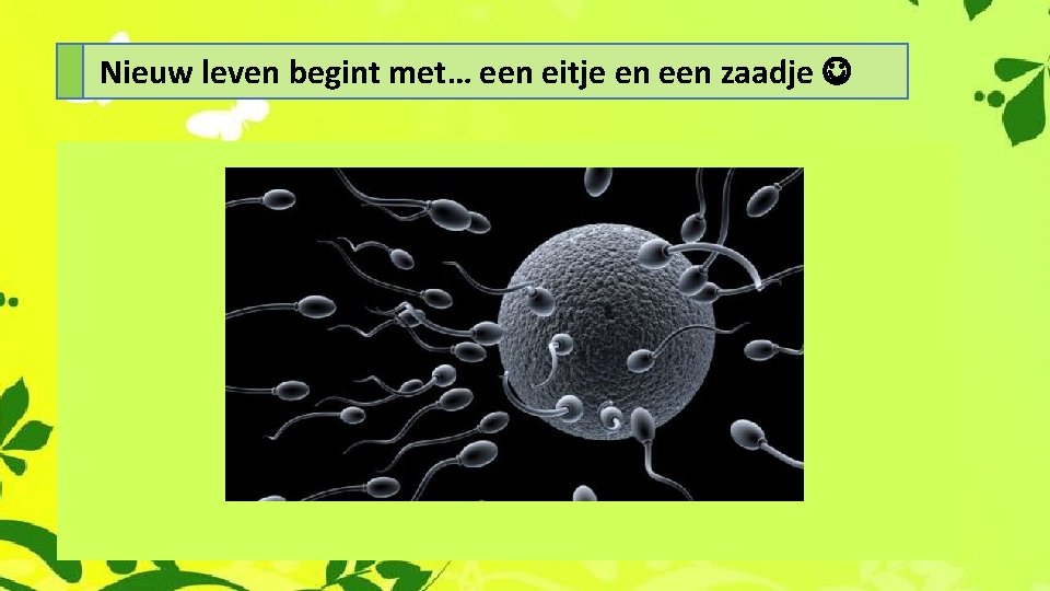 Nieuw leven begint met… een eitje en een zaadje 