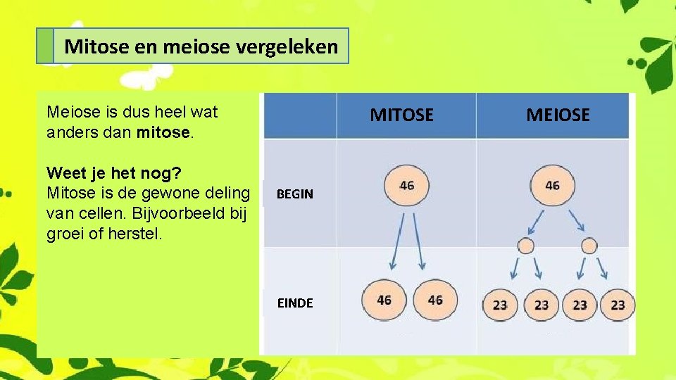 Mitose en meiose vergeleken MITOSE Meiose is dus heel wat anders dan mitose. Weet