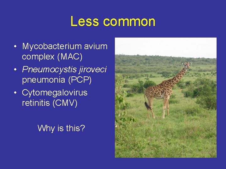 Less common • Mycobacterium avium complex (MAC) • Pneumocystis jiroveci pneumonia (PCP) • Cytomegalovirus