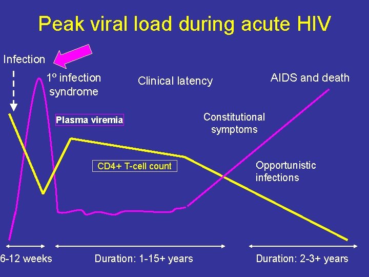 Peak viral load during acute HIV Infection 1º infection syndrome 6 -12 weeks AIDS