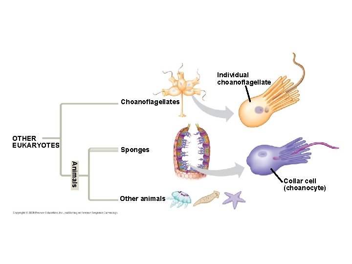 Individual choanoflagellate Choanoflagellates OTHER EUKARYOTES Sponges Animals Collar cell (choanocyte) Other animals 