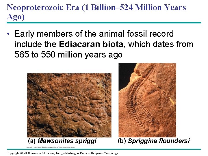 Neoproterozoic Era (1 Billion– 524 Million Years Ago) • Early members of the animal