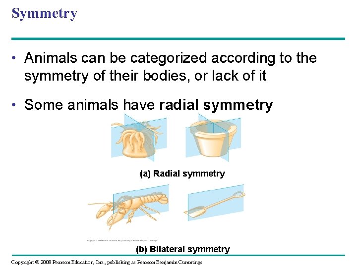 Symmetry • Animals can be categorized according to the symmetry of their bodies, or