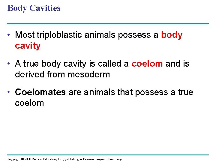 Body Cavities • Most triploblastic animals possess a body cavity • A true body