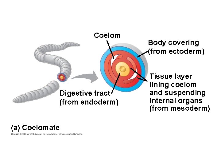 Coelom Digestive tract (from endoderm) (a) Coelomate Body covering (from ectoderm) Tissue layer lining