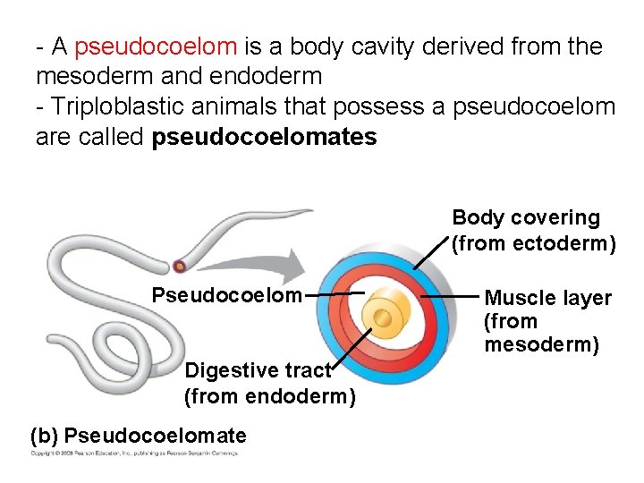 - A pseudocoelom is a body cavity derived from the mesoderm and endoderm -