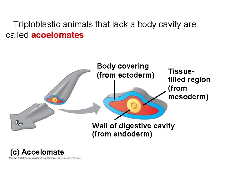 - Triploblastic animals that lack a body cavity are called acoelomates Body covering (from