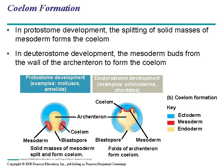 Coelom Formation • In protostome development, the splitting of solid masses of mesoderm forms