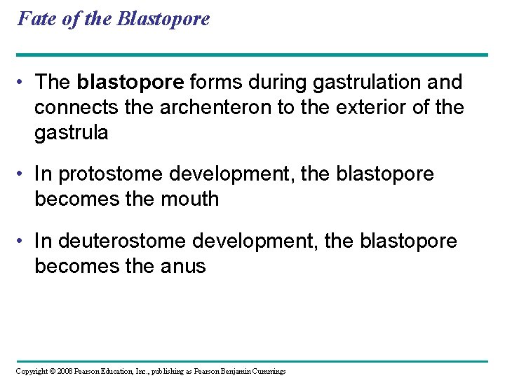 Fate of the Blastopore • The blastopore forms during gastrulation and connects the archenteron