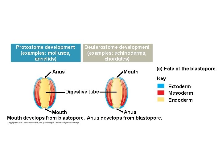 Protostome development (examples: molluscs, annelids) Deuterostome development (examples: echinoderms, chordates) Anus Mouth (c) Fate