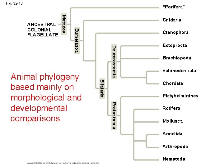 Fig. 32 -10 “Porifera” Eumetazoa Metazoa ANCESTRAL COLONIAL FLAGELLATE Cnidaria Deuterostomia Bilateria Ectoprocta Brachiopoda