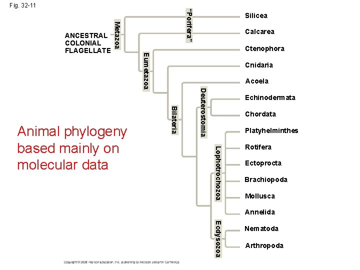 Metazoa Calcarea Cnidaria Acoela Deuterostomia Bilateria Echinodermata Chordata Platyhelminthes Lophotrochozoa Animal phylogeny based mainly