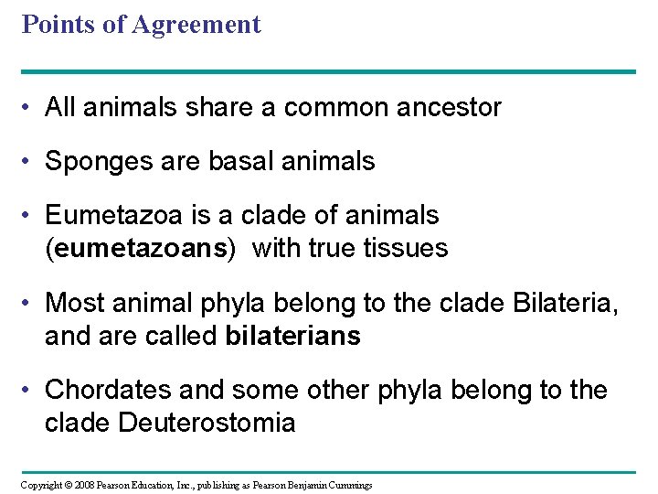Points of Agreement • All animals share a common ancestor • Sponges are basal