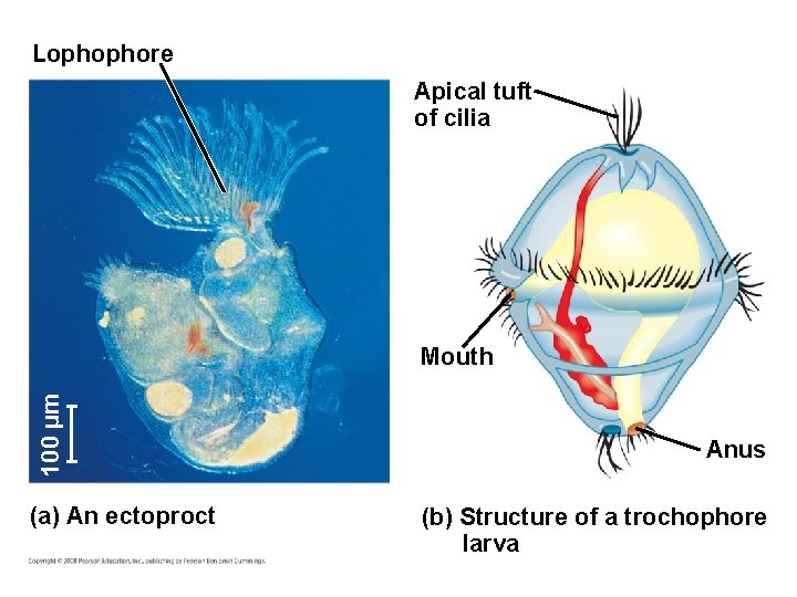 Lophophore Apical tuft of cilia 100 µm Mouth (a) An ectoproct Anus (b) Structure