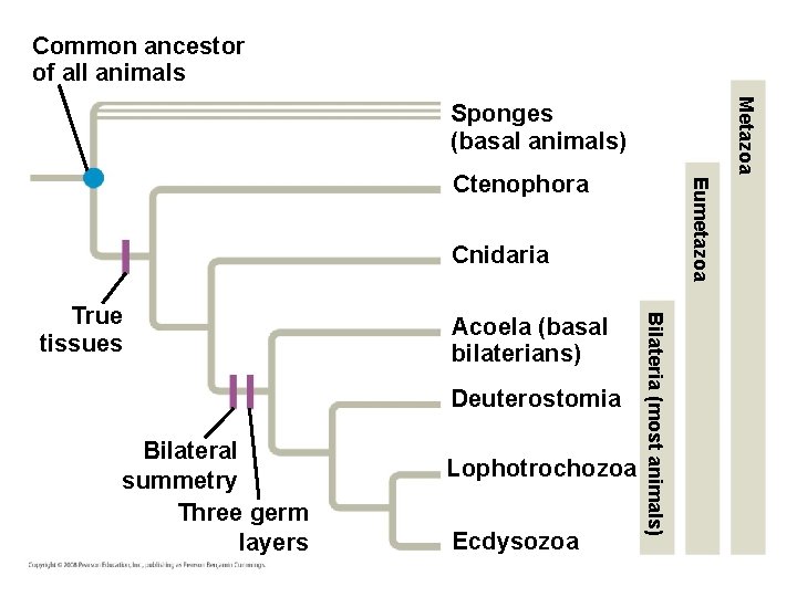 Common ancestor of all animals Metazoa Sponges (basal animals) Eumetazoa Ctenophora Cnidaria Acoela (basal