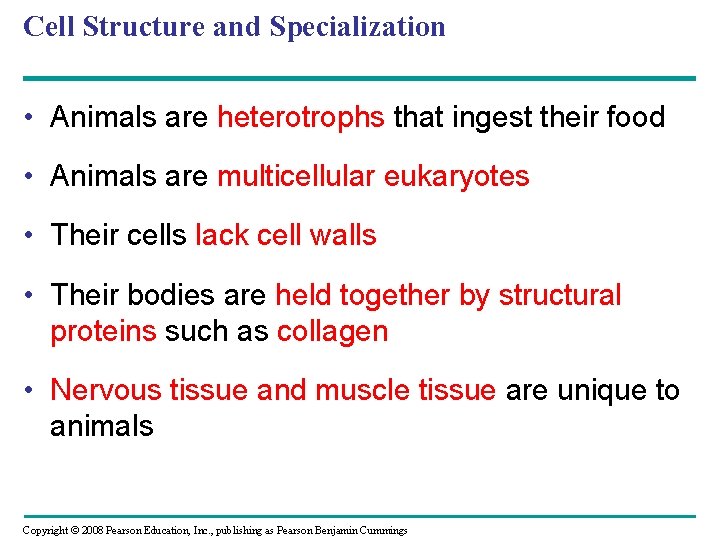 Cell Structure and Specialization • Animals are heterotrophs that ingest their food • Animals