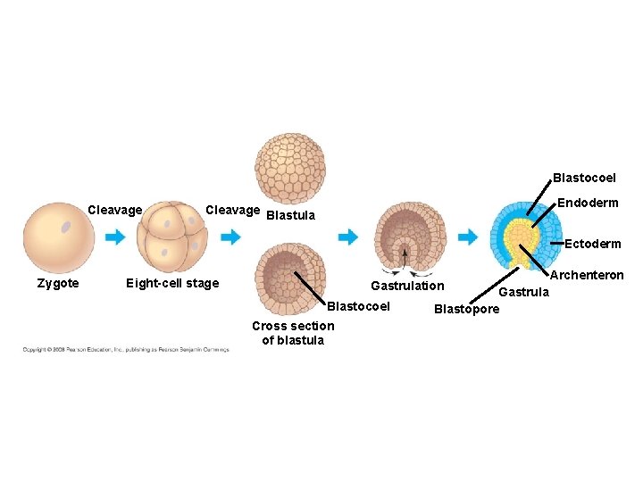 Blastocoel Cleavage Endoderm Cleavage Blastula Ectoderm Zygote Eight-cell stage Gastrulation Blastocoel Cross section of