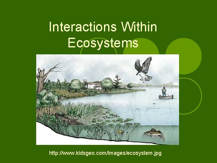 Interactions Within Ecosystems http: //www. kidsgeo. com/images/ecosystem. jpg 