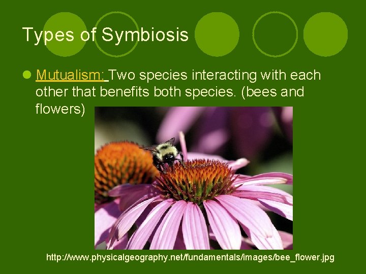 Types of Symbiosis l Mutualism: Two species interacting with each other that benefits both