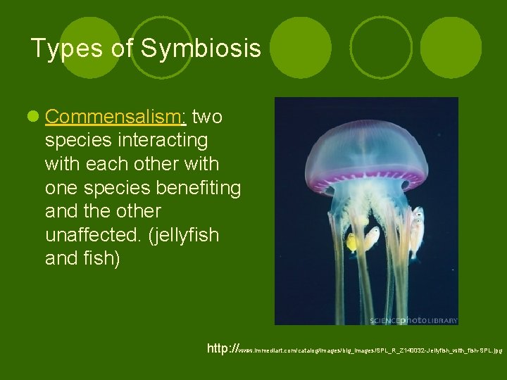 Types of Symbiosis l Commensalism: two species interacting with each other with one species