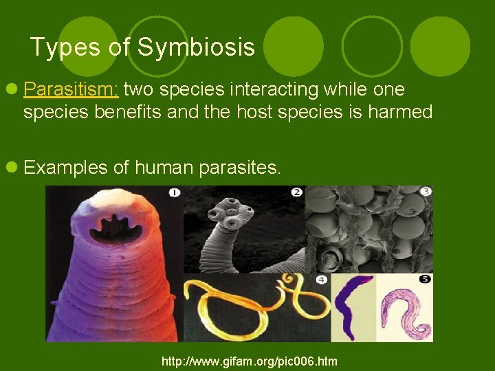 Types of Symbiosis l Parasitism: two species interacting while one species benefits and the