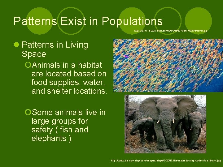 Patterns Exist in Populations http: //farm 1. static. flickr. com/90/208997985_692784 c 75 f. jpg