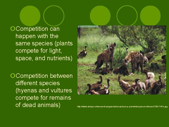 ¡Competition can happen with the same species (plants compete for light, space, and nutrients)