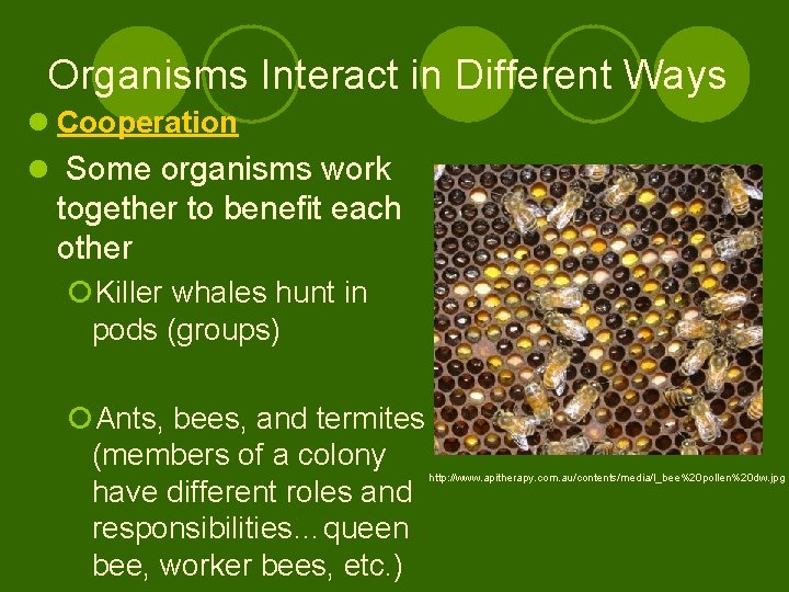 Organisms Interact in Different Ways l Cooperation l Some organisms work together to benefit