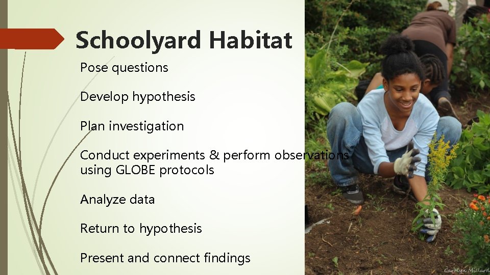Schoolyard Habitat Pose questions Develop hypothesis Plan investigation Conduct experiments & perform observations using