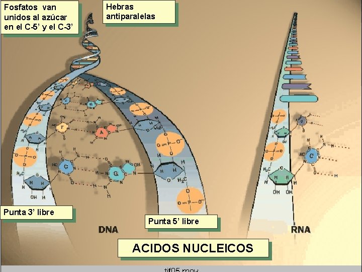 Fosfatos van unidos al azúcar en el C-5’ y el C-3’ Hebras antiparalelas Punta Fosfatos van unidos al azúcar en el C-5’ y el C-3’ Hebras antiparalelas Punta