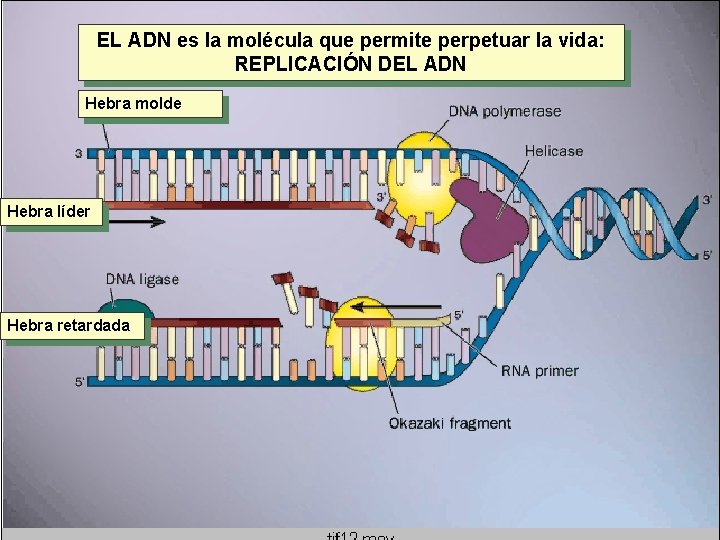 EL ADN es la molécula que permite perpetuar la vida: REPLICACIÓN DEL ADN Hebra EL ADN es la molécula que permite perpetuar la vida: REPLICACIÓN DEL ADN Hebra