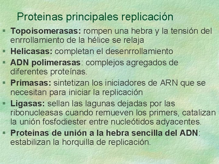 Proteinas principales replicación § Topoisomerasas: rompen una hebra y la tensión del enrrollamiento de Proteinas principales replicación § Topoisomerasas: rompen una hebra y la tensión del enrrollamiento de
