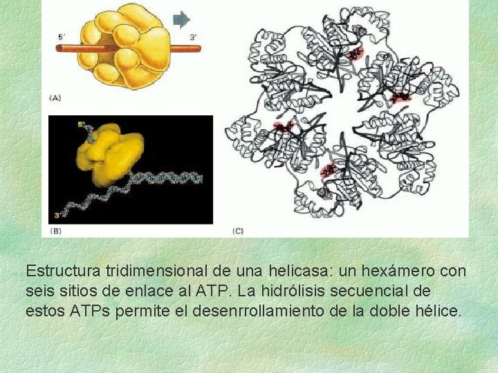Estructura tridimensional de una helicasa: un hexámero con seis sitios de enlace al ATP. Estructura tridimensional de una helicasa: un hexámero con seis sitios de enlace al ATP.