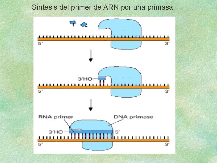 Síntesis del primer de ARN por una primasa Síntesis del primer de ARN por una primasa