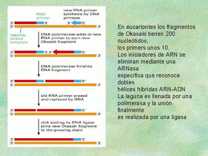 En eucariontes los fragmentos de Okasaki tienen 200 nucleótidos, los primers unos 10. Los En eucariontes los fragmentos de Okasaki tienen 200 nucleótidos, los primers unos 10. Los
