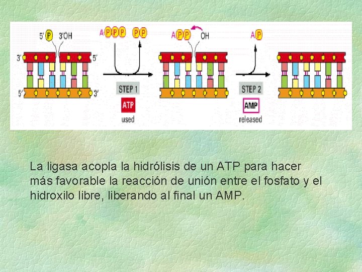 La ligasa acopla la hidrólisis de un ATP para hacer más favorable la reacción La ligasa acopla la hidrólisis de un ATP para hacer más favorable la reacción