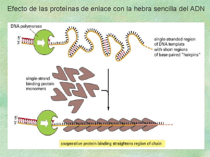 Efecto de las proteínas de enlace con la hebra sencilla del ADN Efecto de las proteínas de enlace con la hebra sencilla del ADN