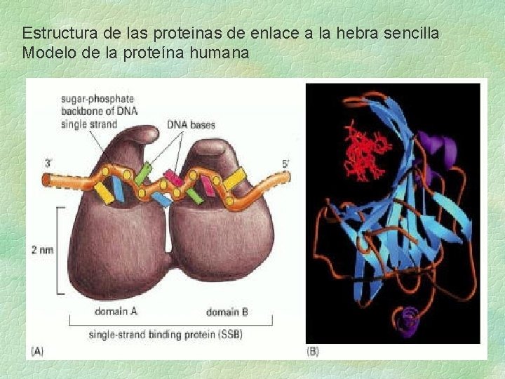 Estructura de las proteinas de enlace a la hebra sencilla Modelo de la proteína Estructura de las proteinas de enlace a la hebra sencilla Modelo de la proteína