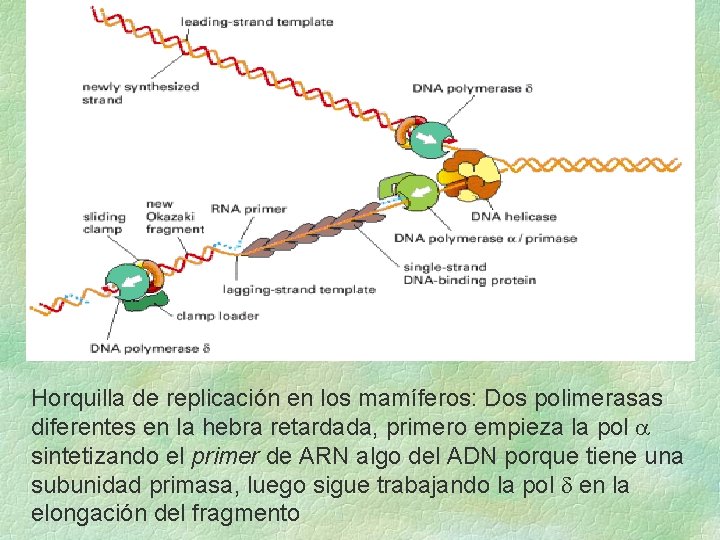 Horquilla de replicación en los mamíferos: Dos polimerasas diferentes en la hebra retardada, primero Horquilla de replicación en los mamíferos: Dos polimerasas diferentes en la hebra retardada, primero