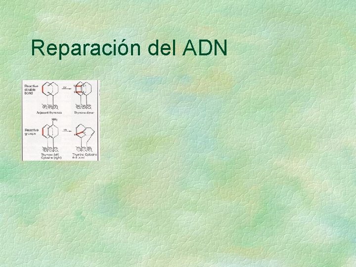 Reparación del ADN Reparación del ADN