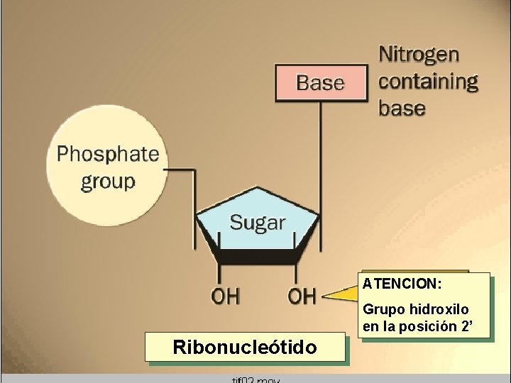 ATENCION: Grupo hidroxilo en la posición 2’ Ribonucleótido ATENCION: Grupo hidroxilo en la posición 2’ Ribonucleótido