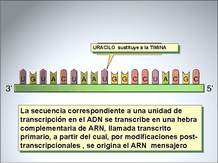 URACILO sustituye a la TIMINA La secuencia correspondiente a unidad de transcripción en el URACILO sustituye a la TIMINA La secuencia correspondiente a unidad de transcripción en el