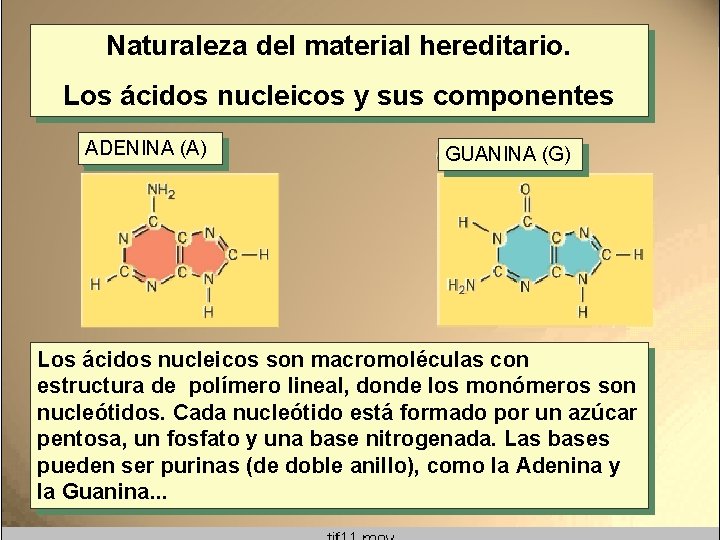 Naturaleza del material hereditario. Los ácidos nucleicos y sus componentes ADENINA (A) GUANINA (G) Naturaleza del material hereditario. Los ácidos nucleicos y sus componentes ADENINA (A) GUANINA (G)