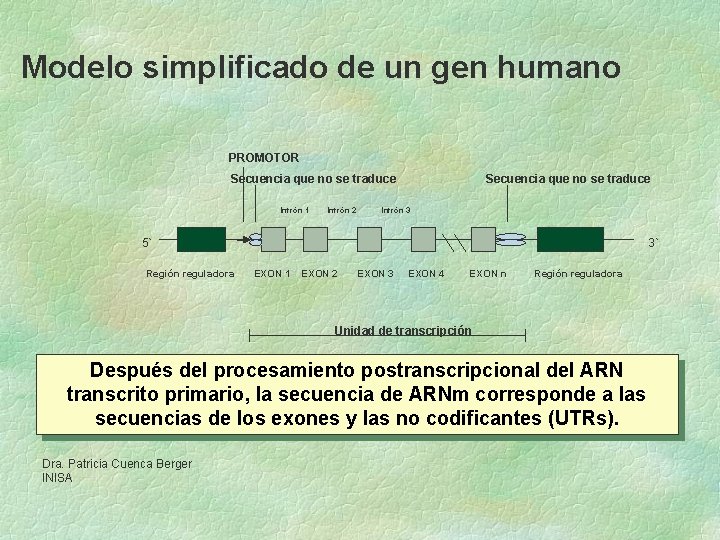 Modelo simplificado de un gen humano PROMOTOR Secuencia que no se traduce Intrón 1 Modelo simplificado de un gen humano PROMOTOR Secuencia que no se traduce Intrón 1