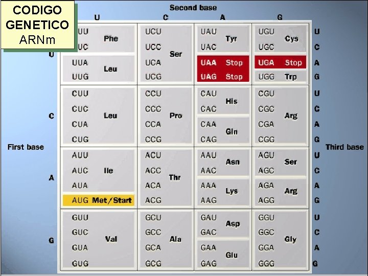 CODIGO GENETICO ARNm CODIGO GENETICO ARNm