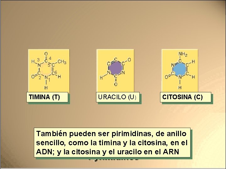 3 4 5 6 2 1 TIMINA (T) URACILO (U) CITOSINA (C) También pueden 3 4 5 6 2 1 TIMINA (T) URACILO (U) CITOSINA (C) También pueden