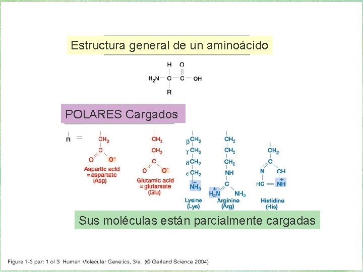 01_03. jpg Estructura general de un aminoácido POLARES Cargados Sus moléculas están parcialmente cargadas 01_03. jpg Estructura general de un aminoácido POLARES Cargados Sus moléculas están parcialmente cargadas