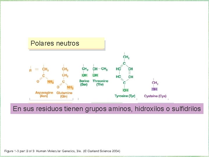01_03_2. jpg Polares neutros En sus residuos tienen grupos aminos, hidroxilos o sulfidrilos 01_03_2. jpg Polares neutros En sus residuos tienen grupos aminos, hidroxilos o sulfidrilos