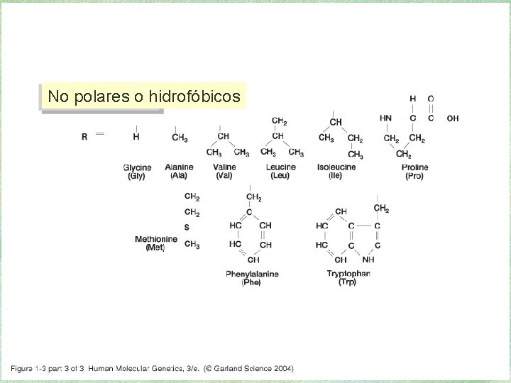 01_03_3. jpg No polares o hidrofóbicos 01_03_3. jpg No polares o hidrofóbicos